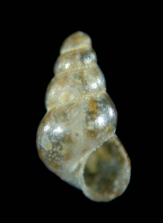 Il genere Setia e Crisilla nel Mediteraneo